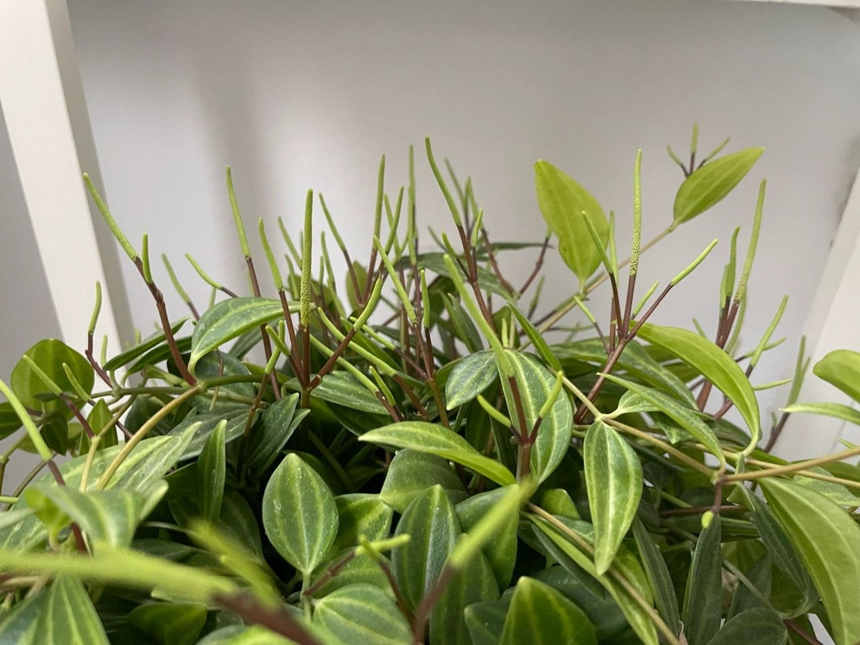 白脉椒草开花(丑哭) 今年春天突然长出这种棒棒的杂毛,我以为是叶子的