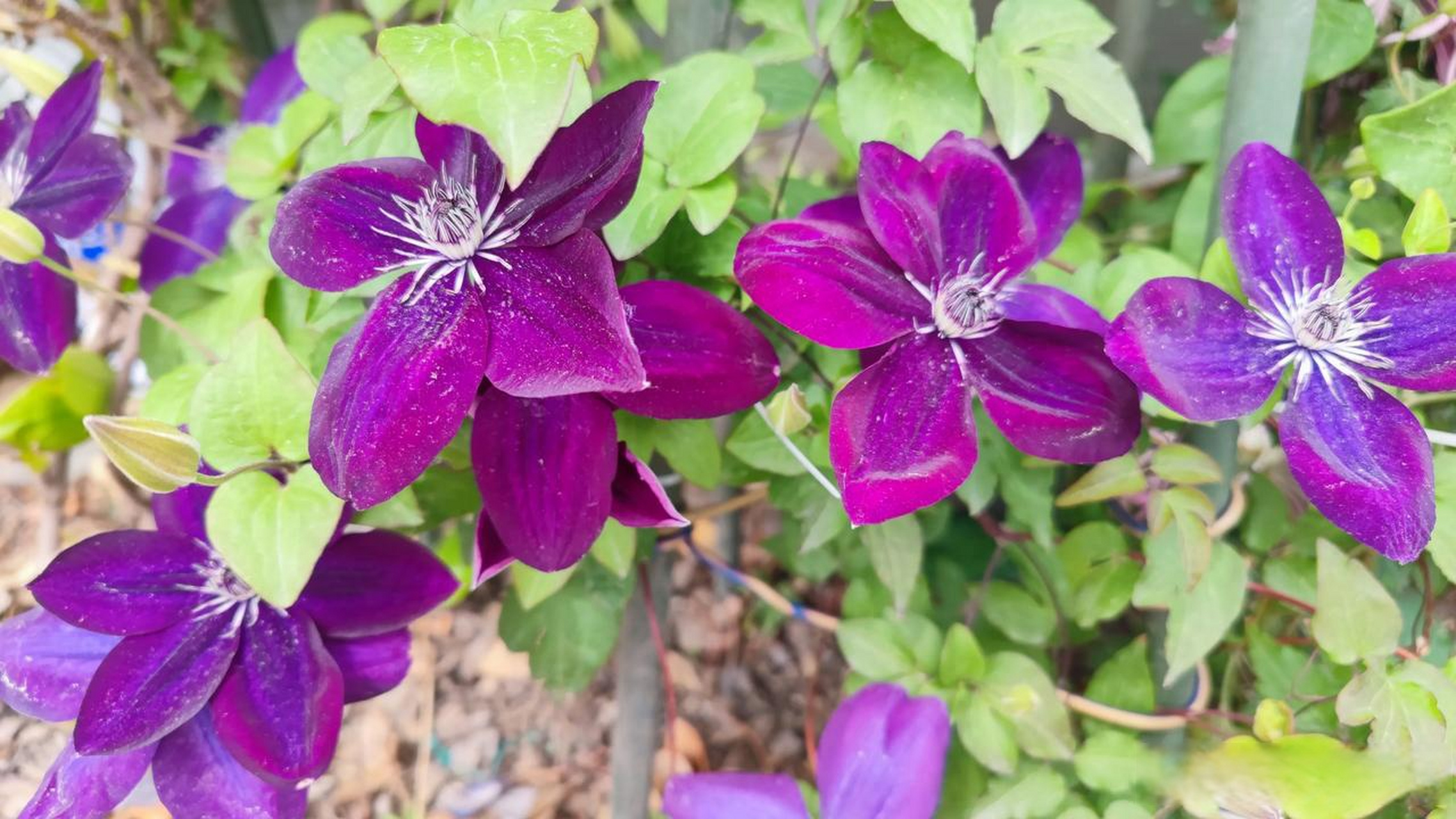 波旁王朝铁线莲开花一个多月了,依然很美好,花量超赞!