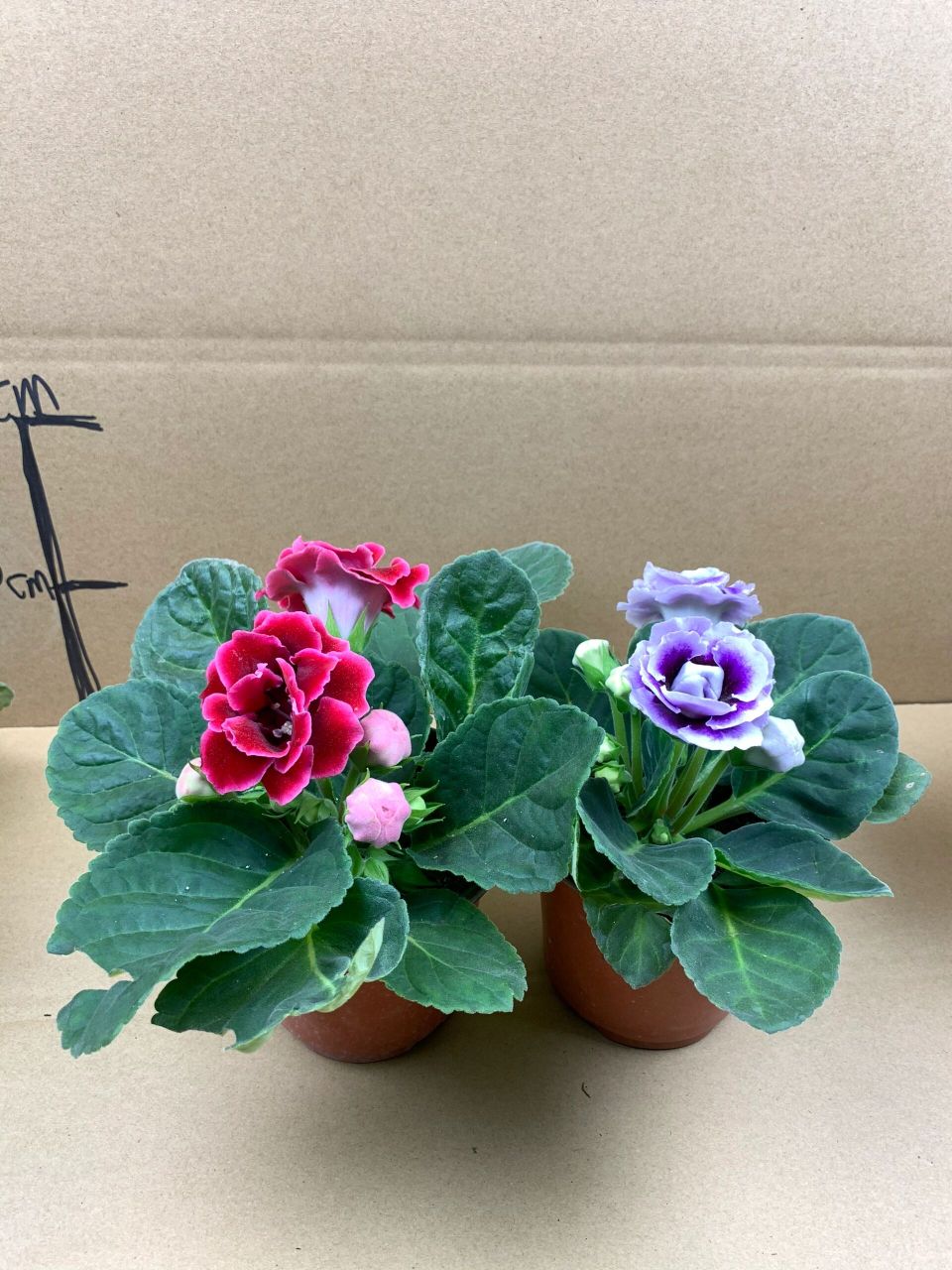 养一颗芙蓉花96,让生活多一份浪漫 94 芙蓉花盆栽 94 芙蓉花