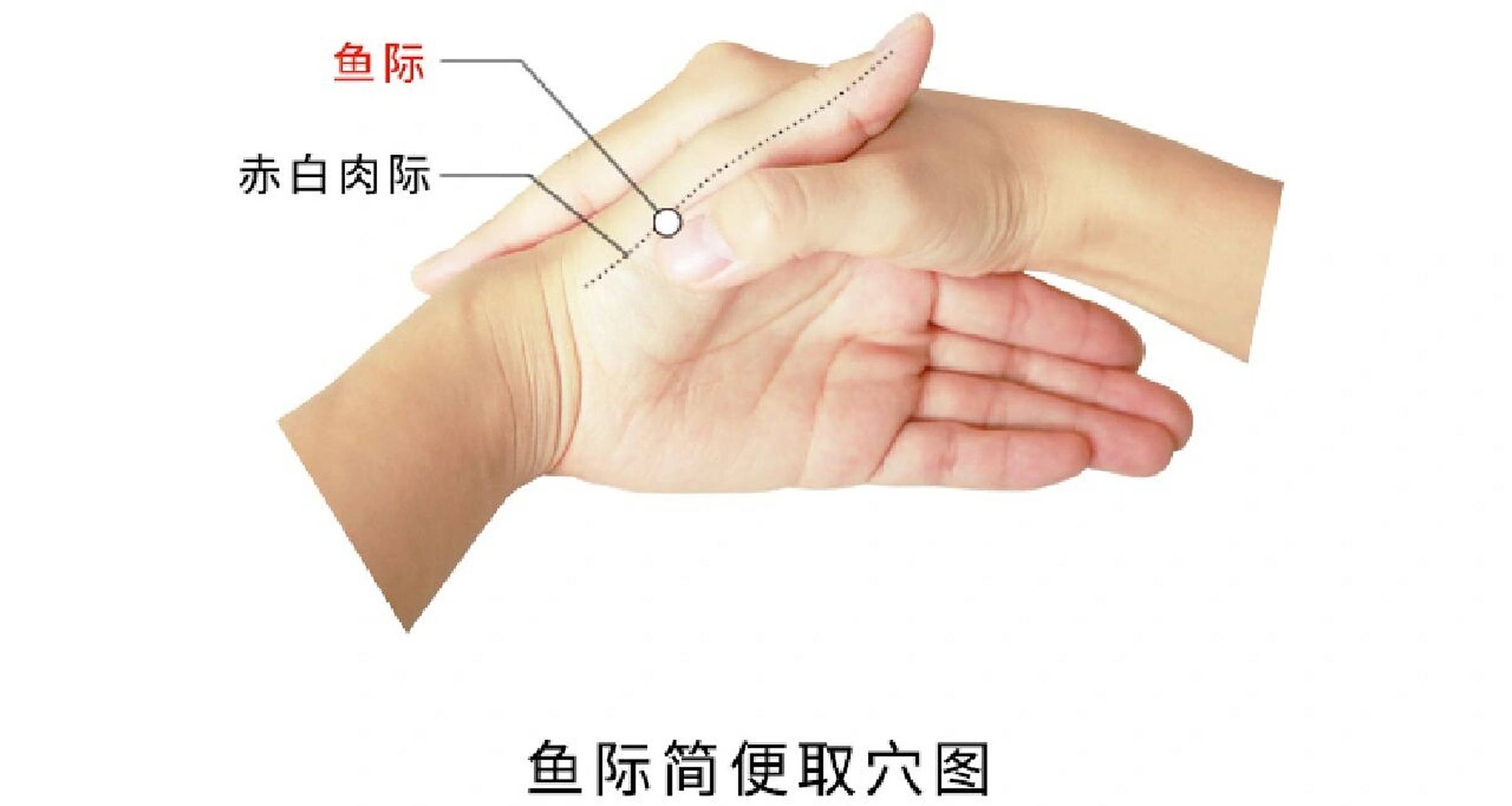 鱼际 【别名】无.