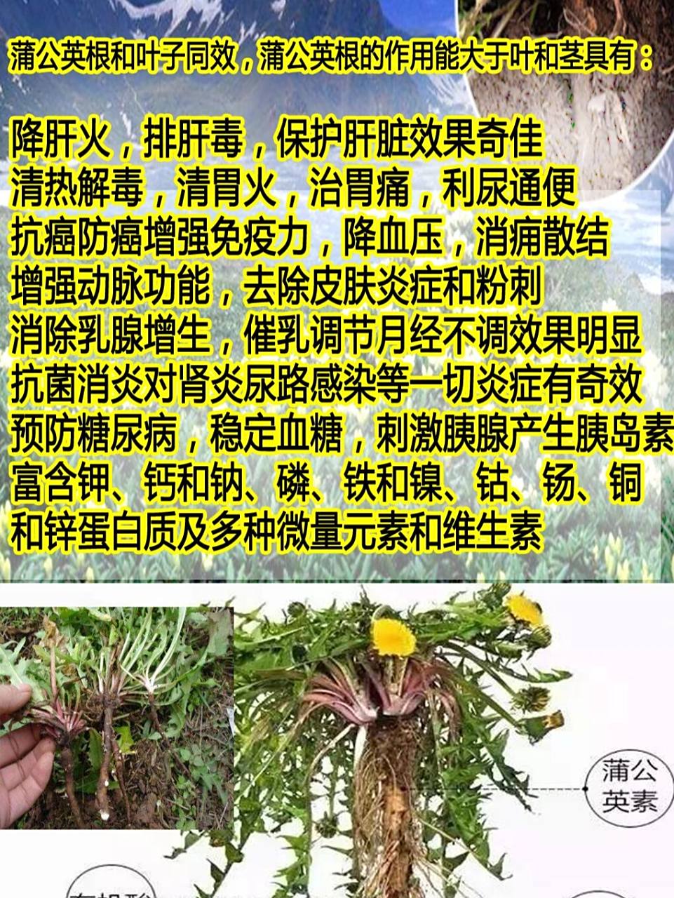 蒲公英根的功效和作用 蒲公英根的作用和功效 蒲公英根和叶子同效