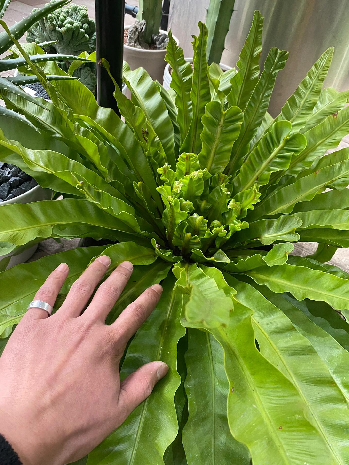 鸟巢蕨,养了快三年了,大神奇了