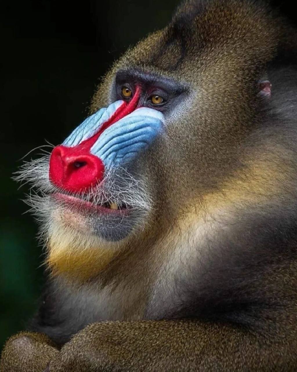 画一个动物园,打卡第107张,山魈 	 95山魈是一种最凶狠和最大的猴