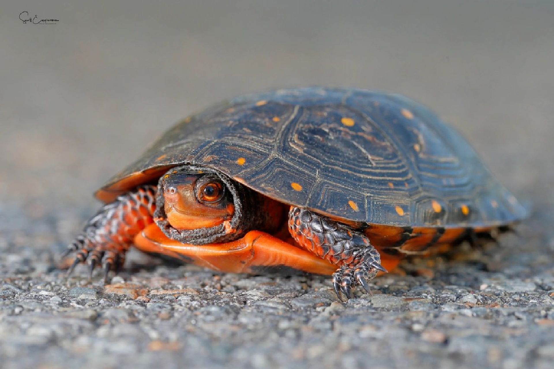 博物 | 星点水龟 爬行纲-龟鳖目-泽龟科-龟亚科-水龟属-星点水龟