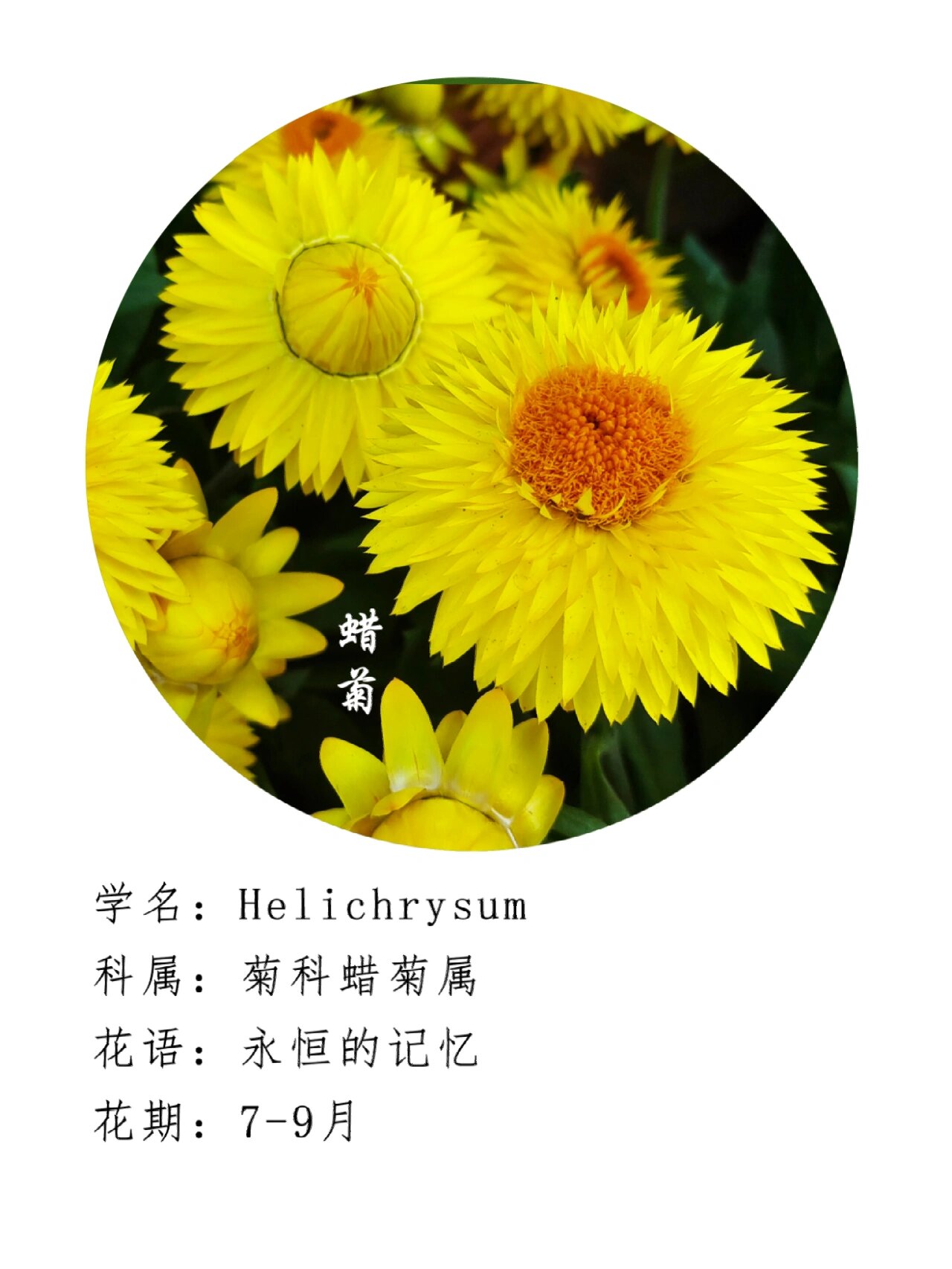 小蜡菊花语图片