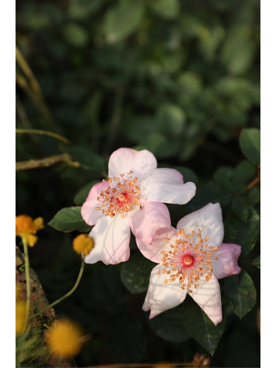 能在众多重瓣华美花型的月季品种中,让人熟知的单瓣月季,形状都不会太