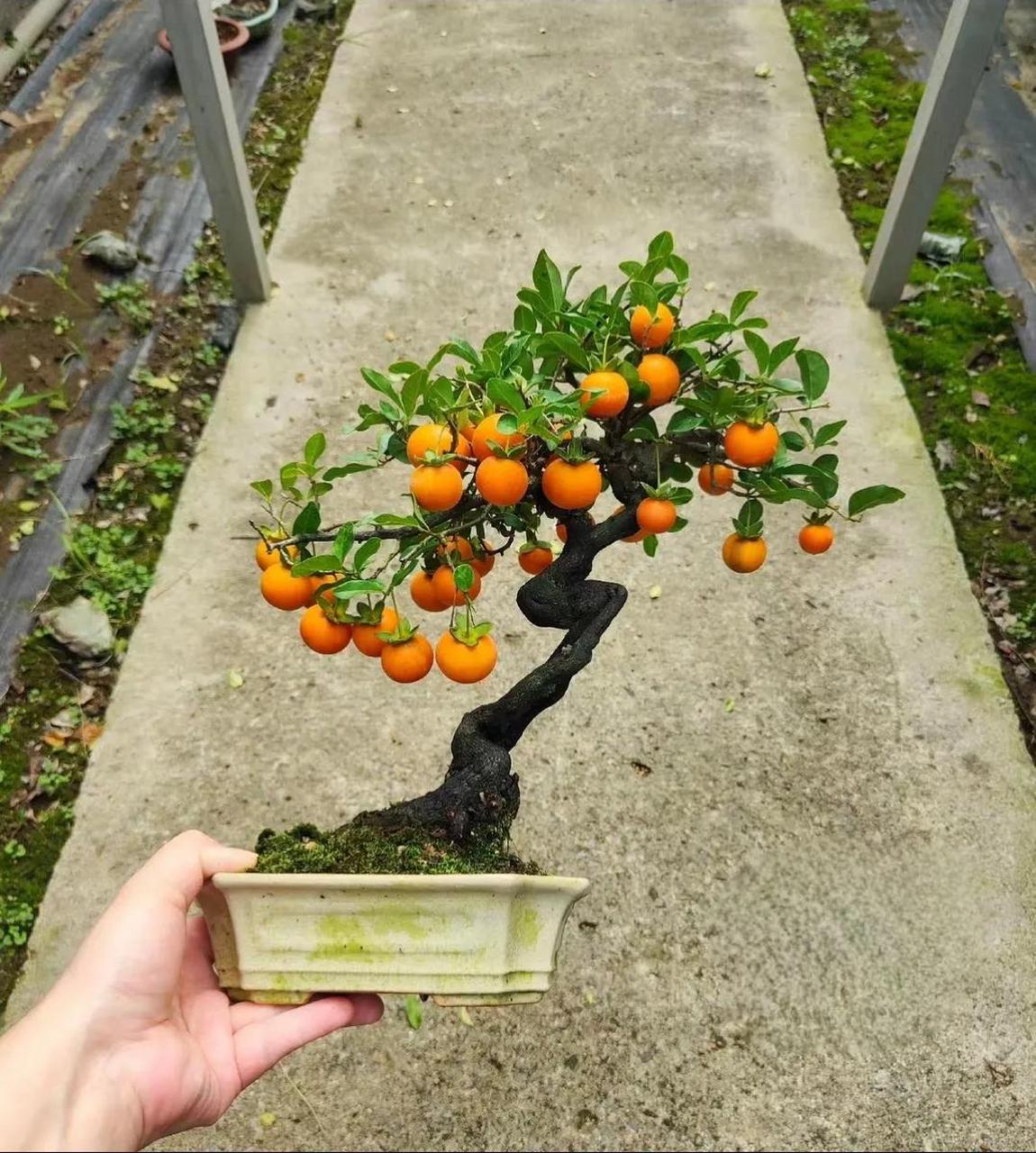 冬日暖阳,素雅平淡,宁静祥和,有空总喜欢看自己养的盆景植物,给它们浇