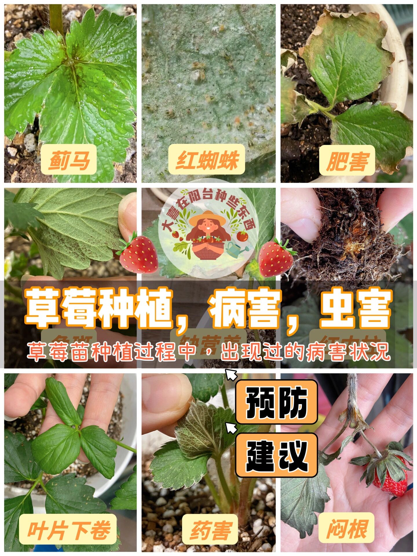 草莓各种病害图谱图片