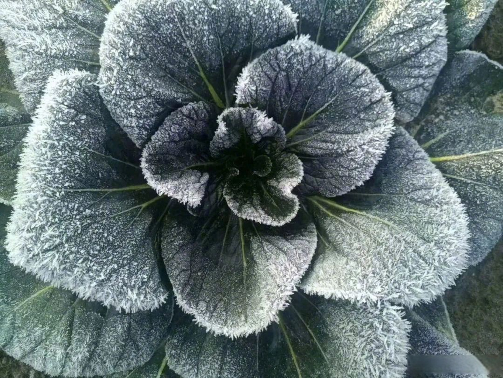 从1月16日开始,如皋黑塌菜宣传片将于每天18:58在cctv-7国防军事频道