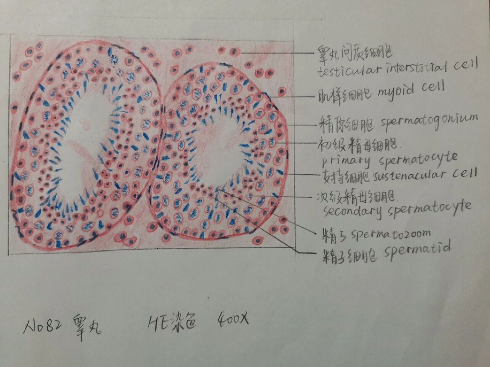 细胞的微细结构图图片