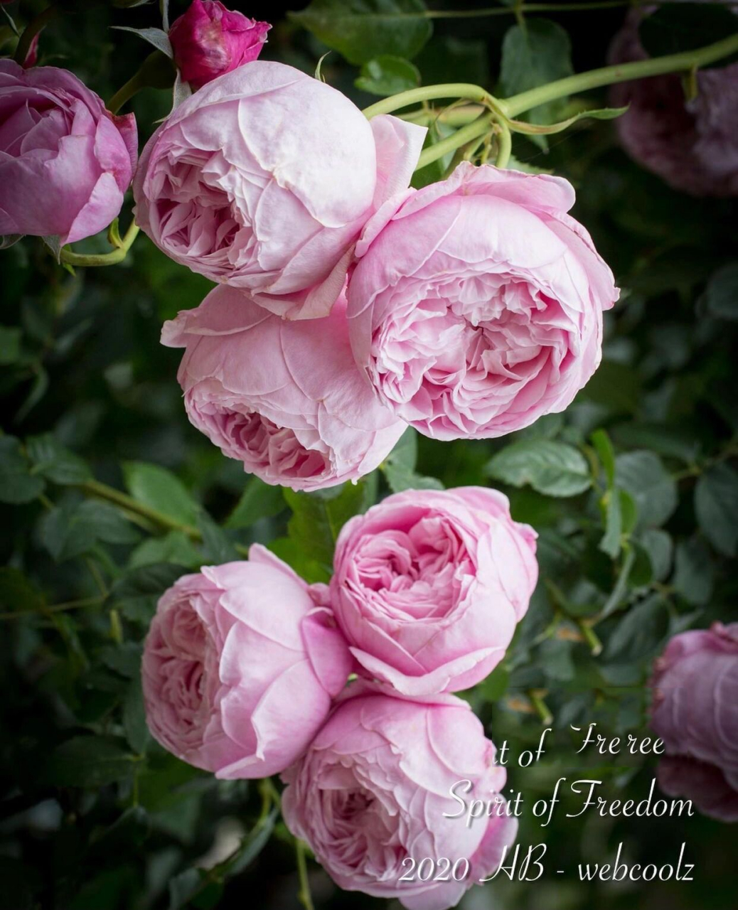 英国月季自由精神优缺点分析欢迎补充 自由精神月季是英国藤本月季