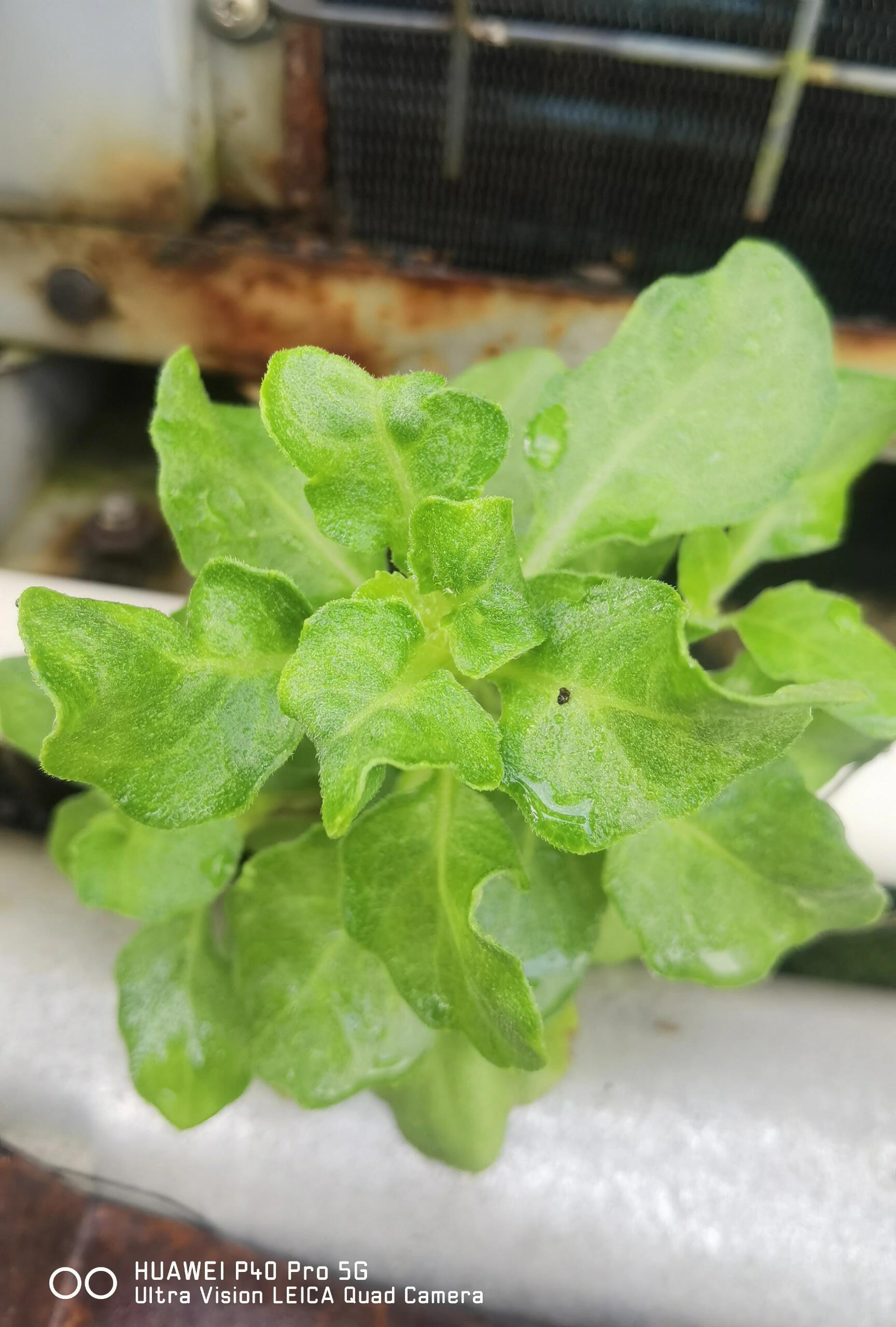 67被称为广西仙草的白子菜,用扦插种植,成活率高,分枝快,自种植