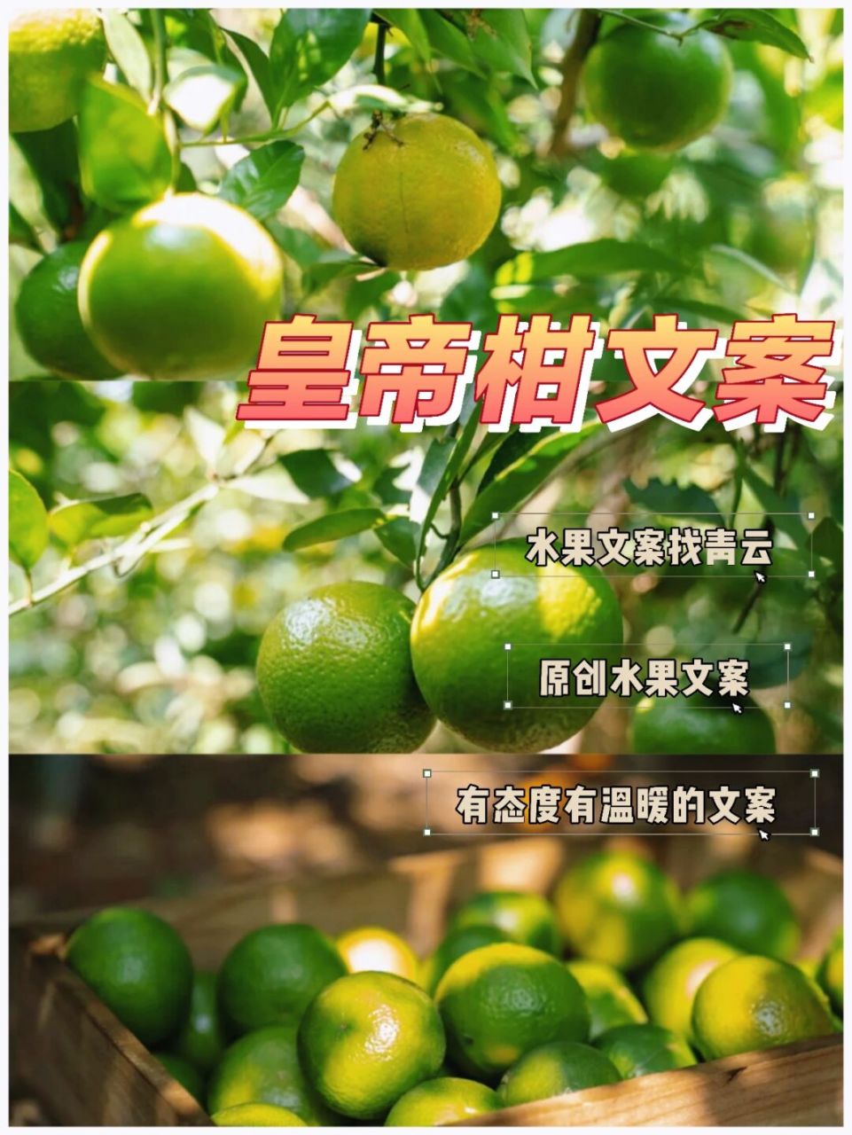 皇帝柑|小众又高级的水果文案,太绝了!