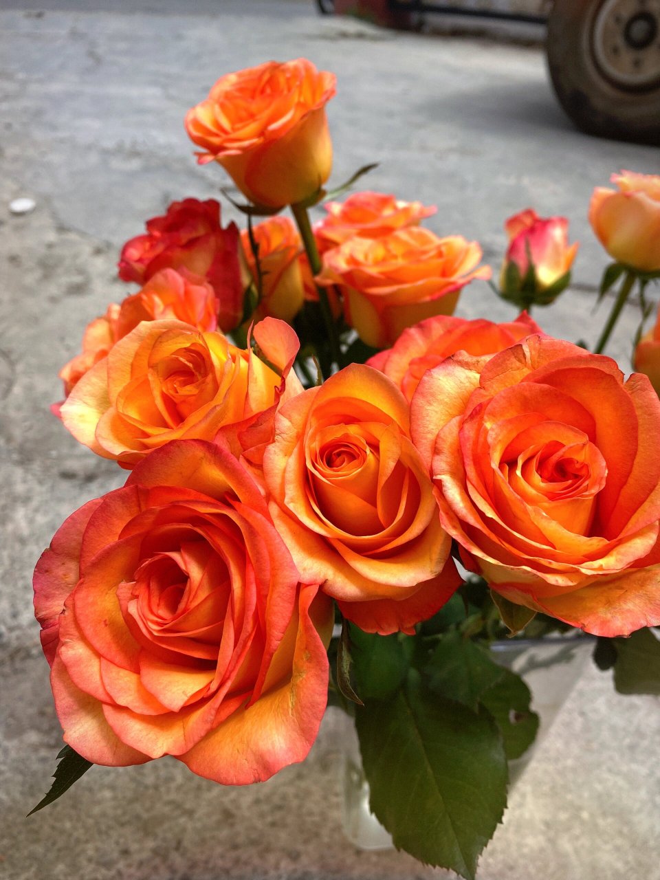 98寓意:希望你一直保持俏皮,快乐的心态! 77金辉,一