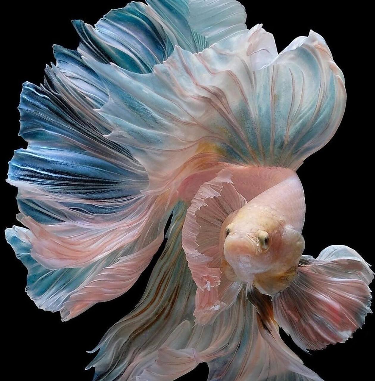 教学篇(全) 泰国斗鱼怎么饲养?