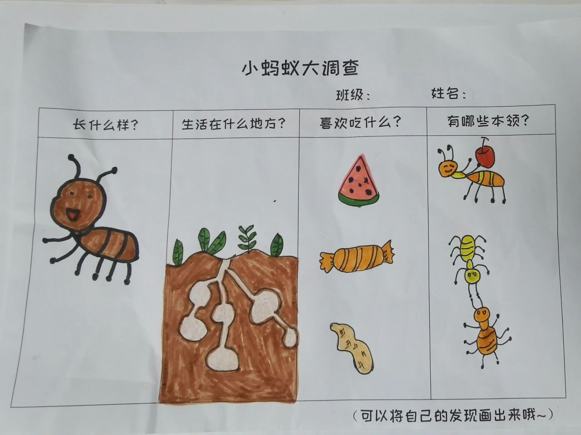 幼儿园作业→蚂蚁大调查