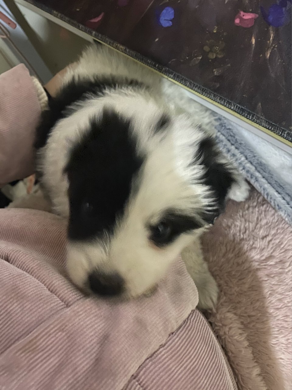 边牧泰迪串串的颜值真的随机 小时候抱过来的时以为长大能像边牧一样