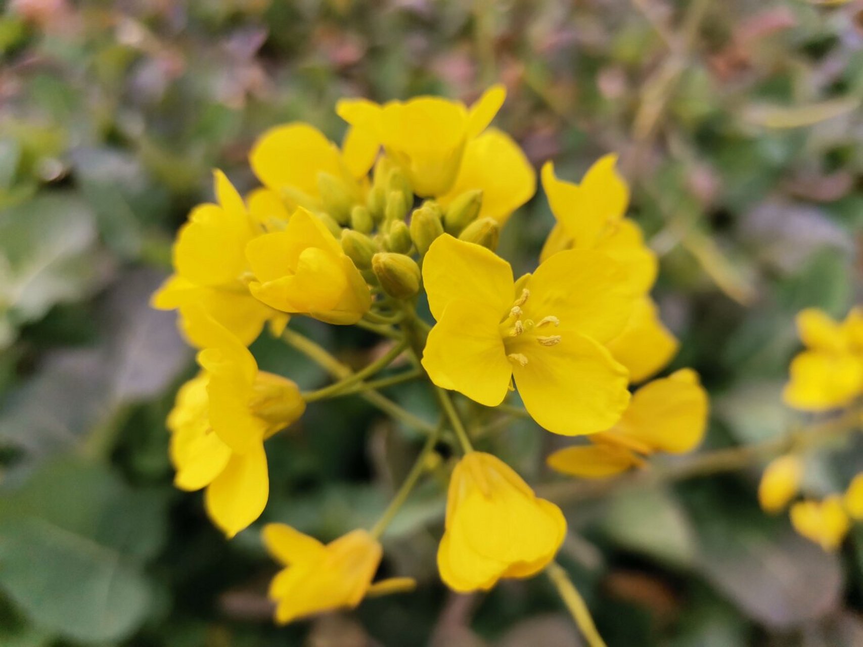 油菜花的形状图片