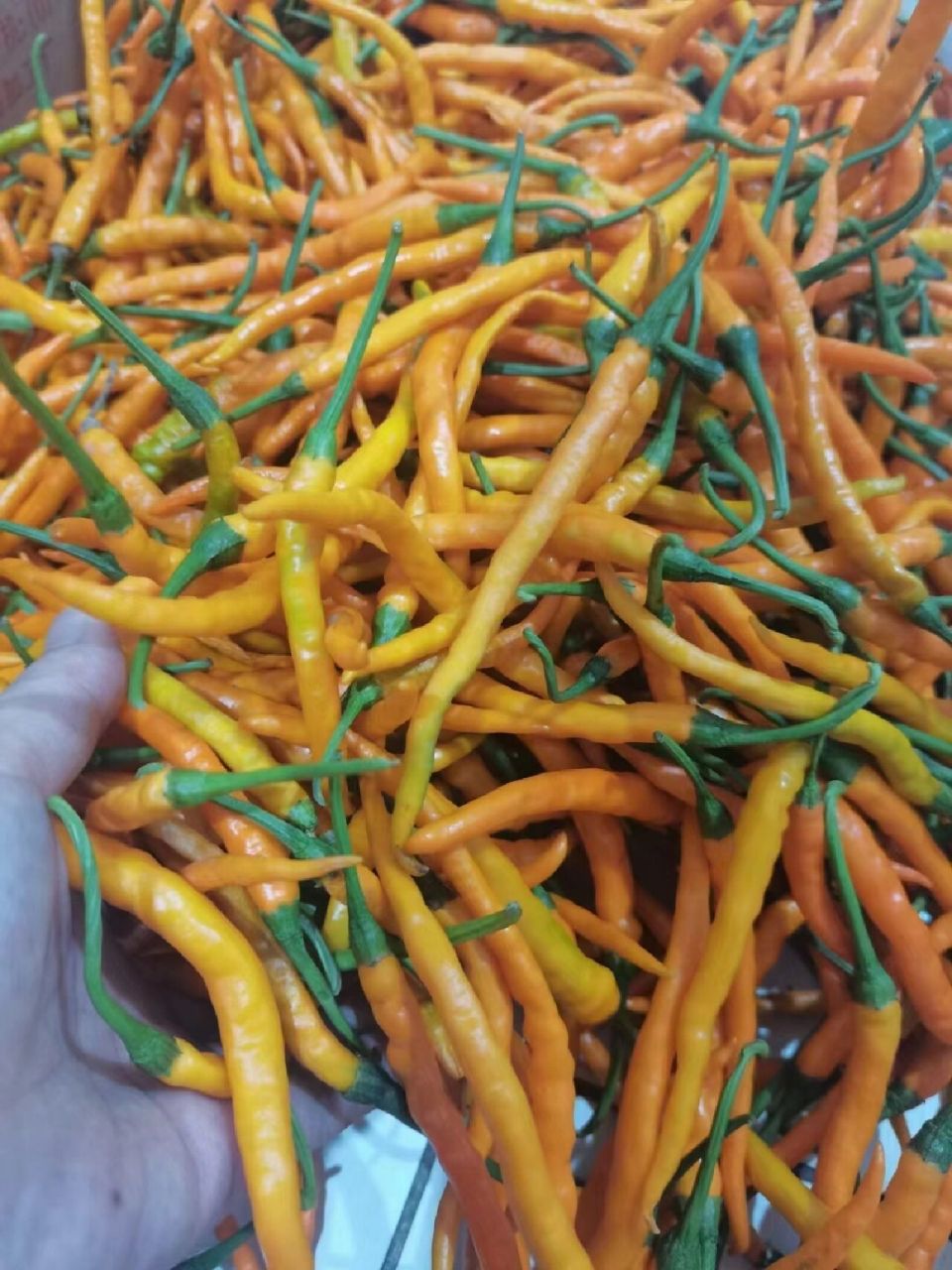 黄贡椒,中国十大名椒之一  香辣脆爽,衡东土菜名县推荐 世界"椒"点,不