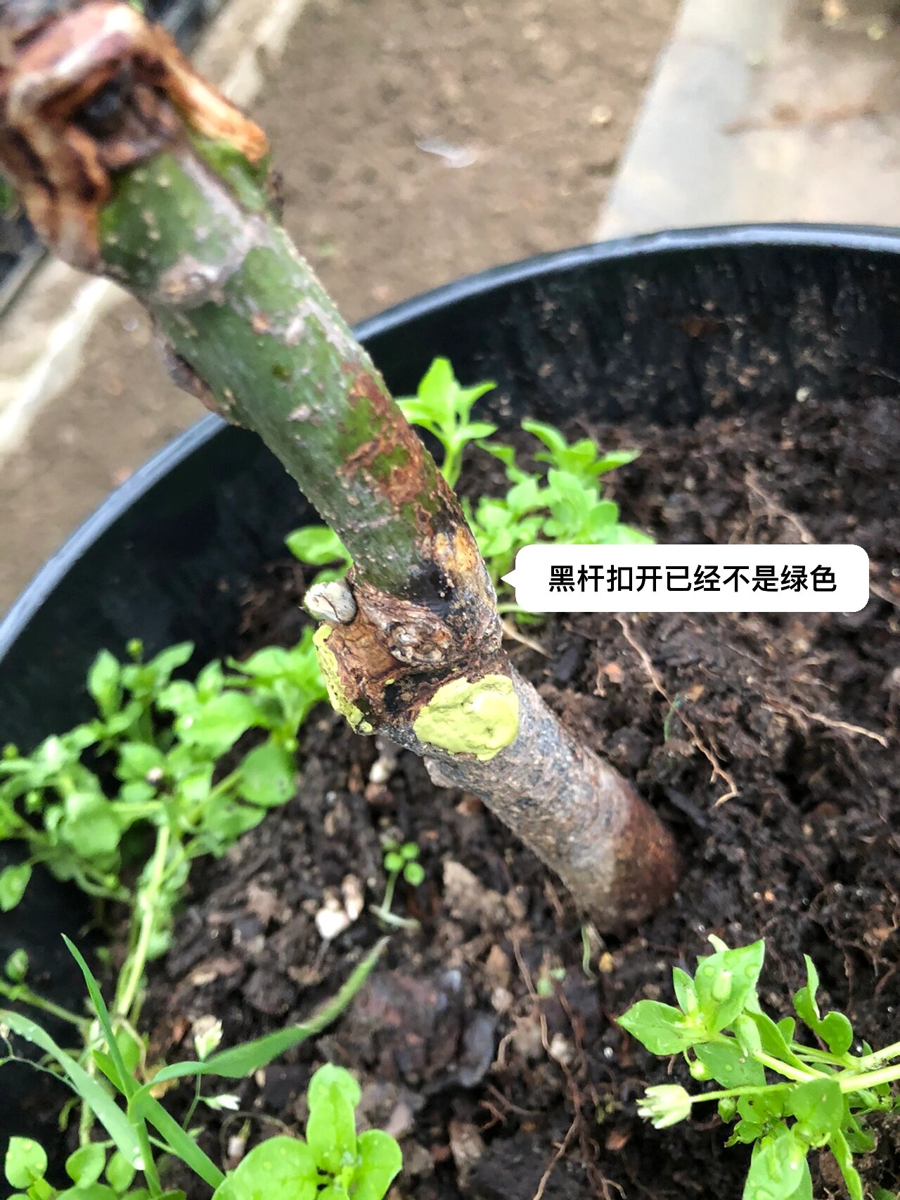 枫树为什么黑杆?