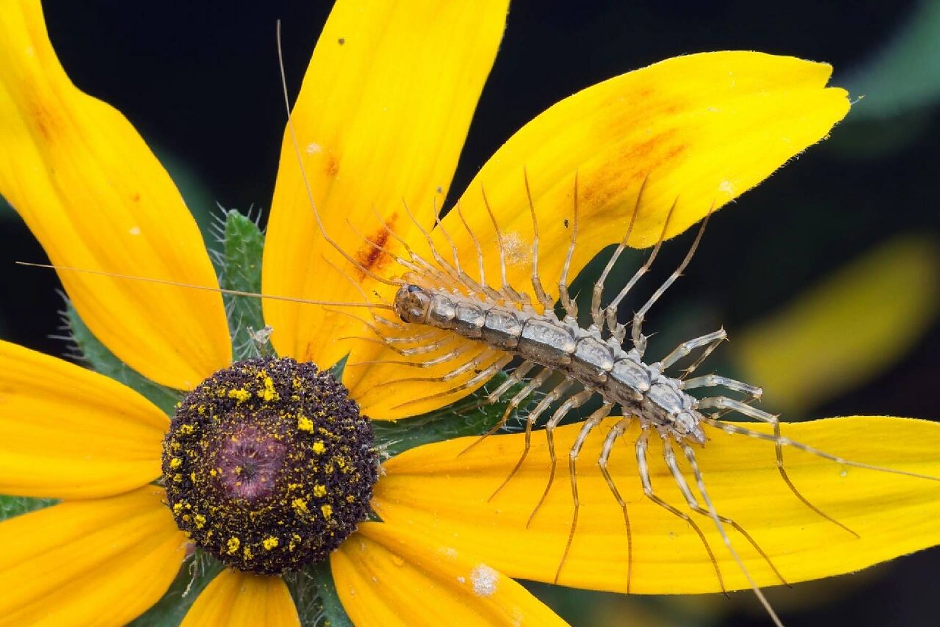 涨知识,动物昆虫之蚰蜒 #涨知识 #昆虫 #动物 #蚰蜒 形若蜈蚣,昼不能