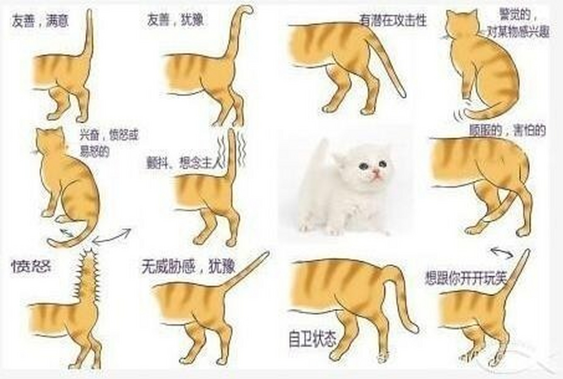 猫的尾巴的含义图图片