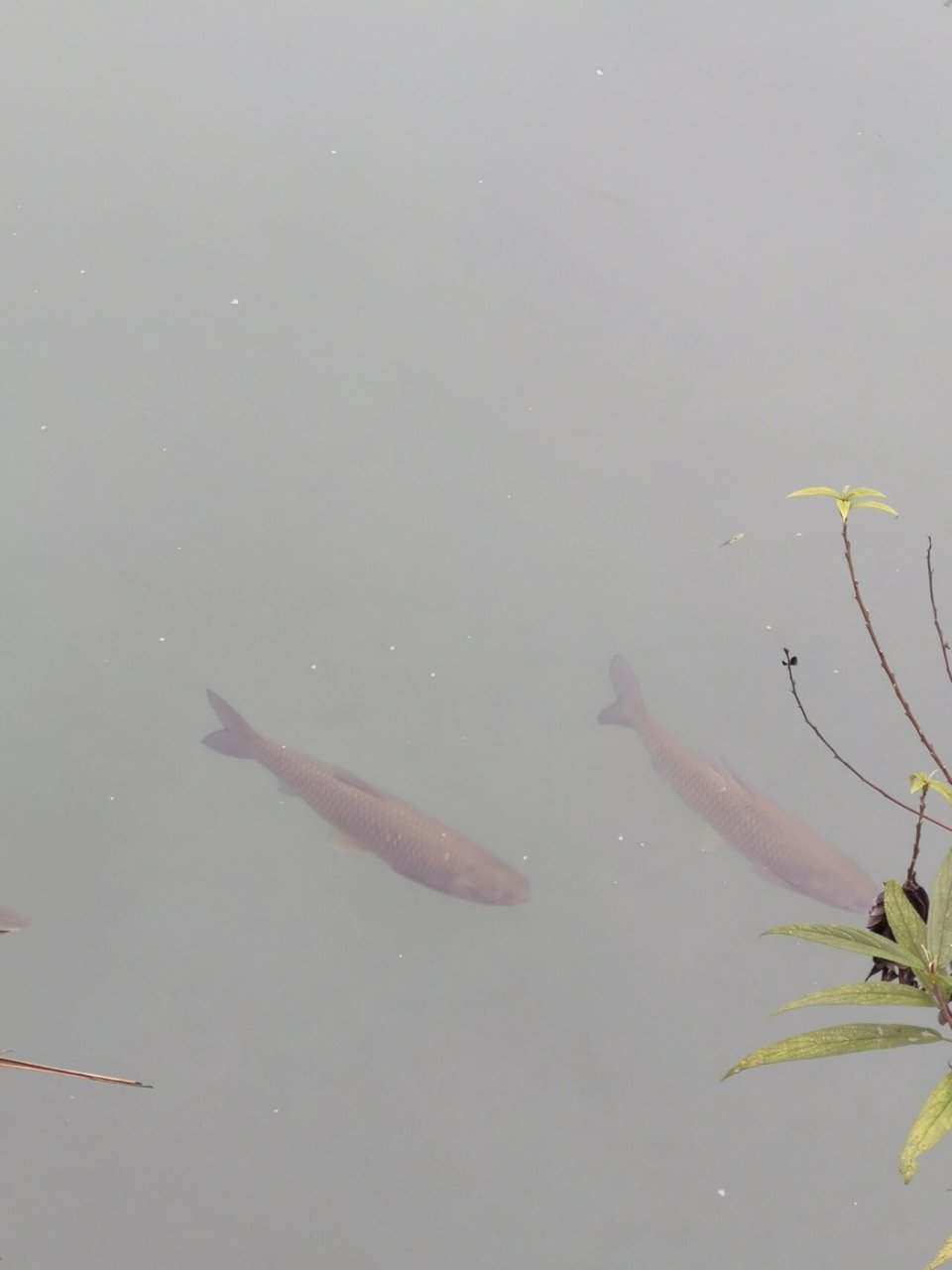 荔波小七孔的鱼对钓鱼人来说是一种折磨!