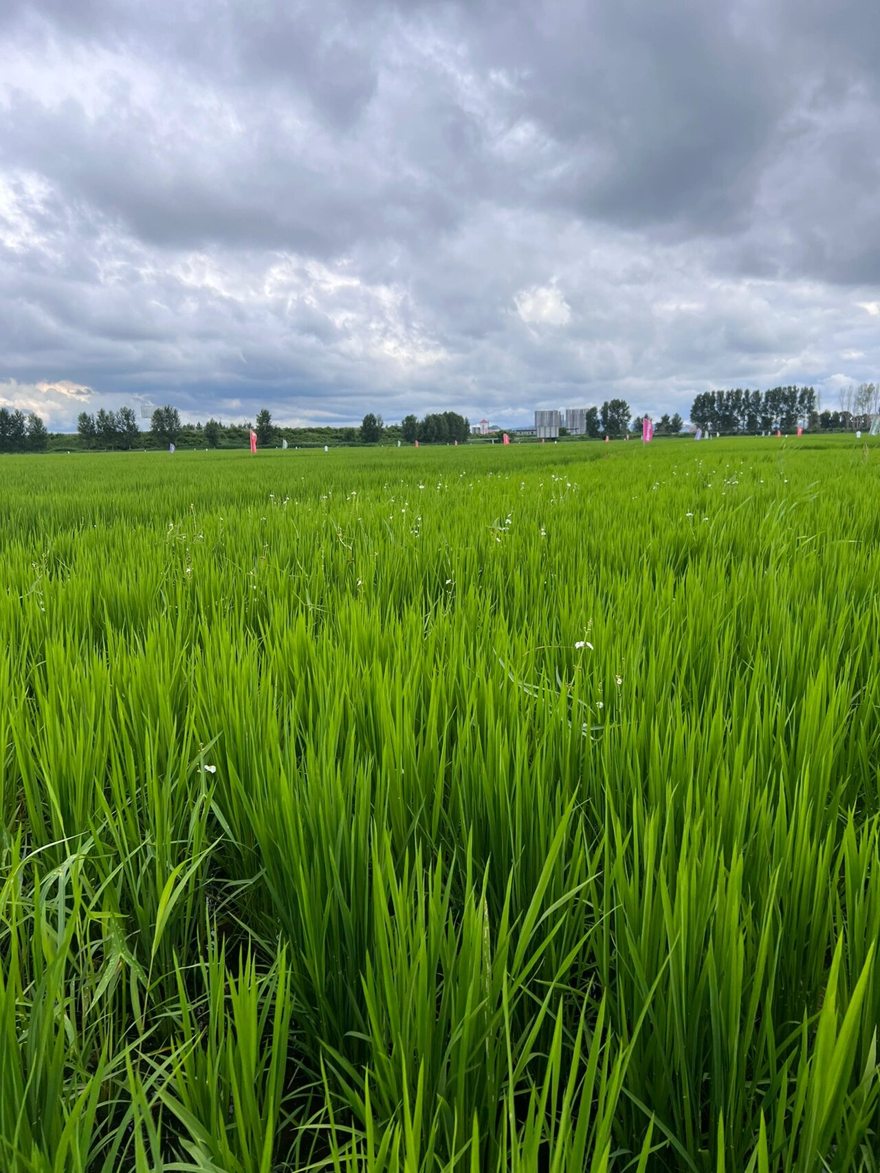 野慈菇是水稻田里一种顽固的杂草,极难根除.它是多年生水生或沼生草