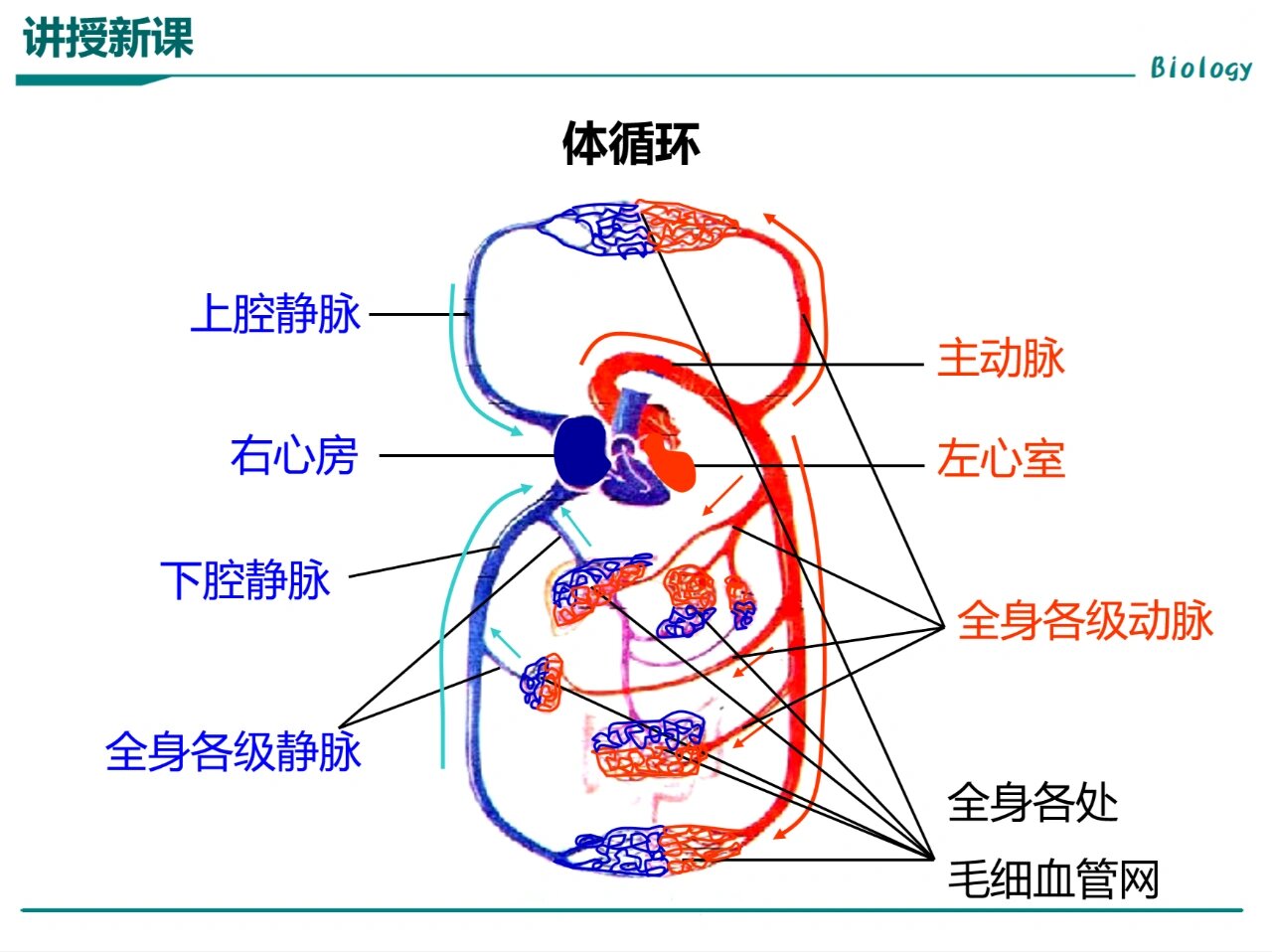 七下生物血液循环图图片