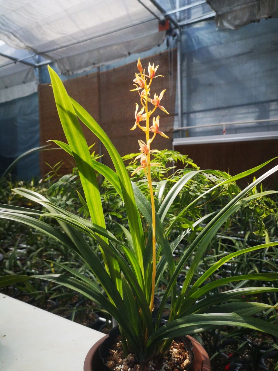 墨兰名品中国牛 终于让我完整的赏了一次中国牛的开花959595