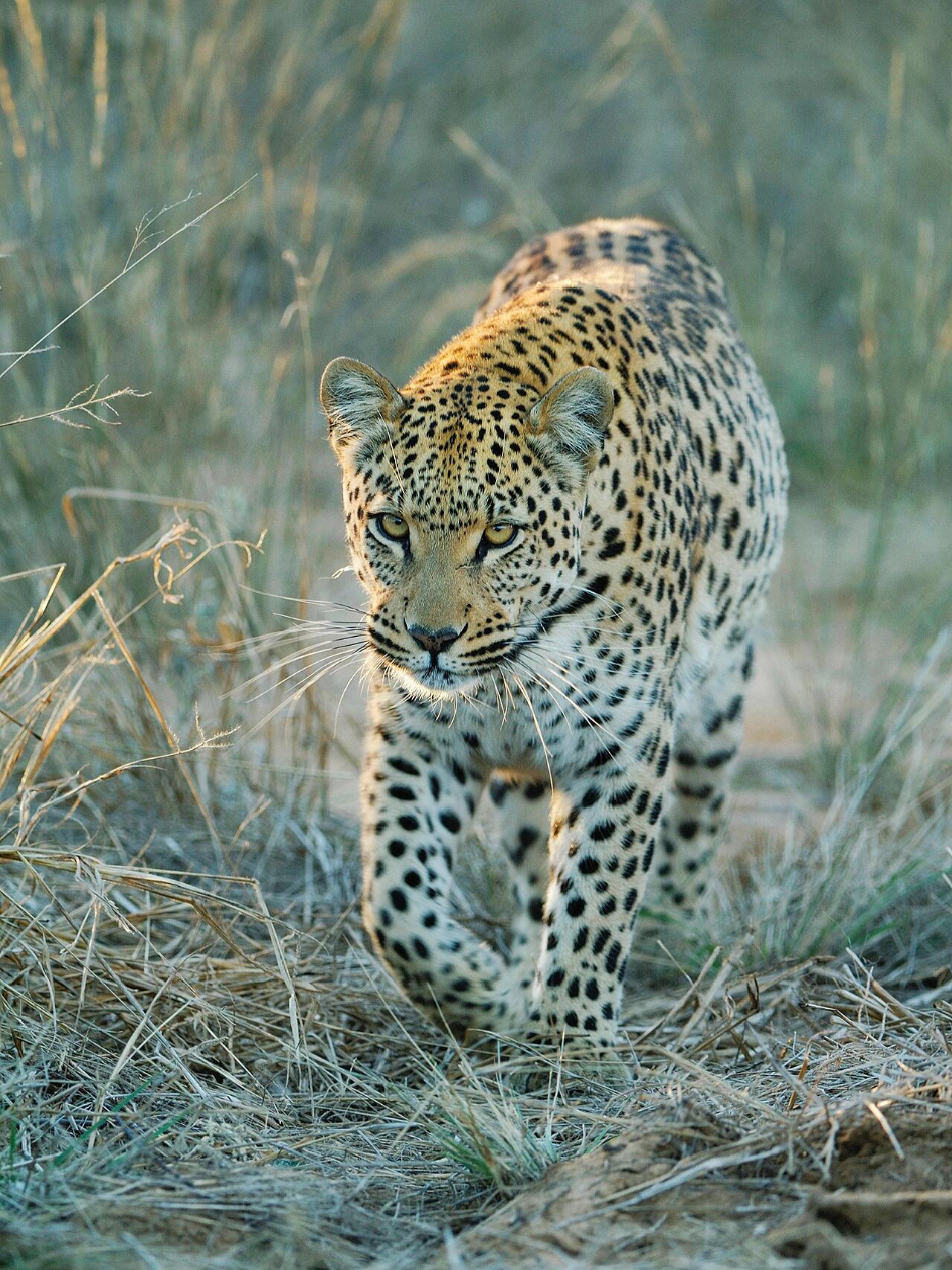 《美丽icon!》花豹的美仿佛来自童话世界.