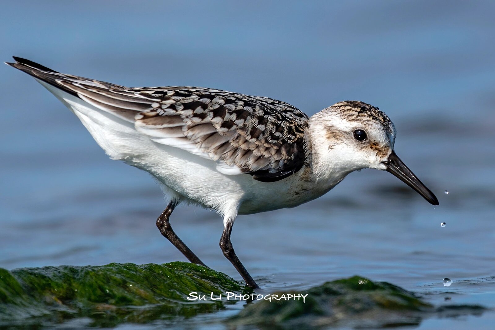 每日一鸟26 - sanderling三趾滨鹬 图一20160127摄于美国california