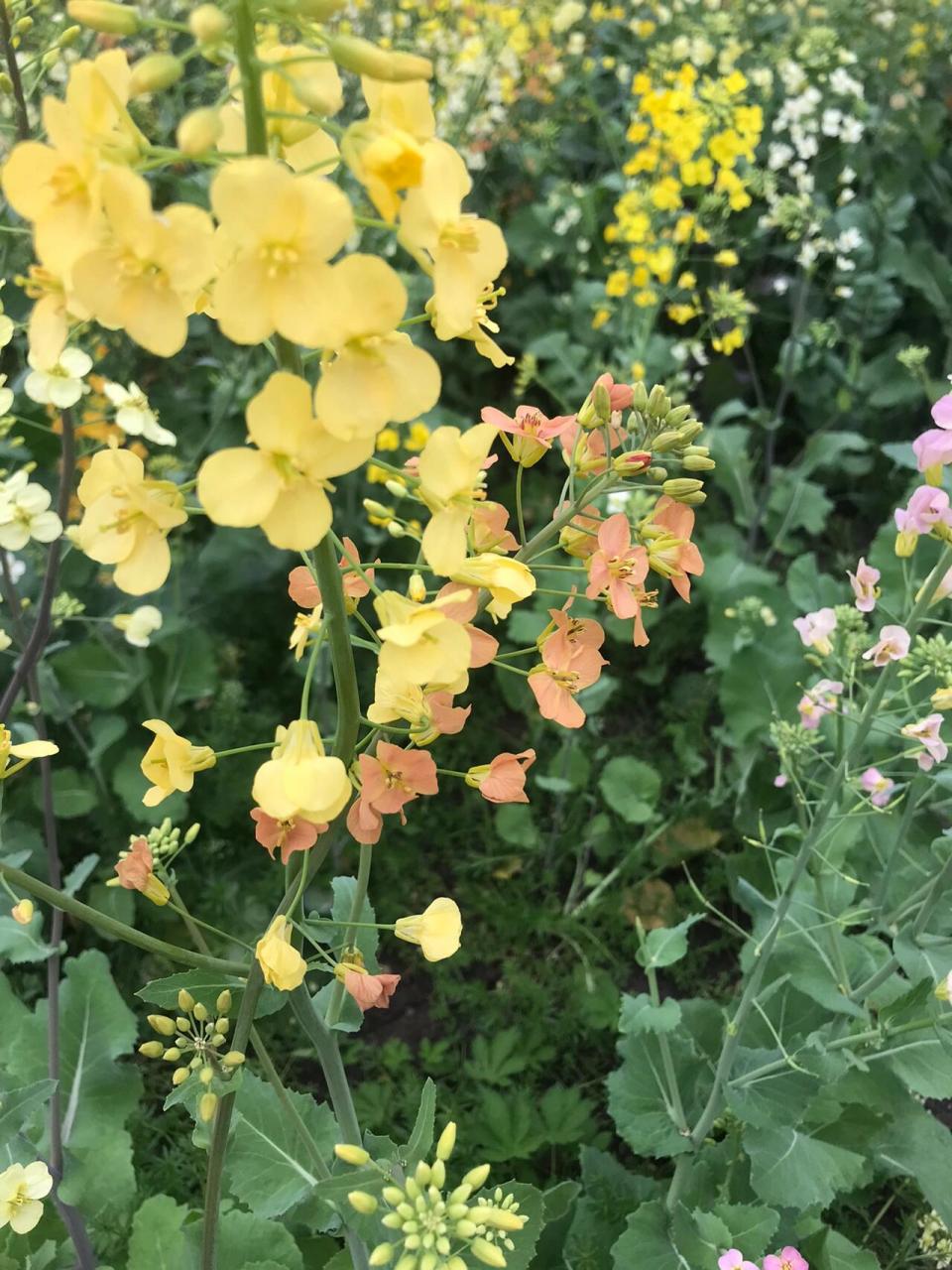 云龙镇油菜花图片