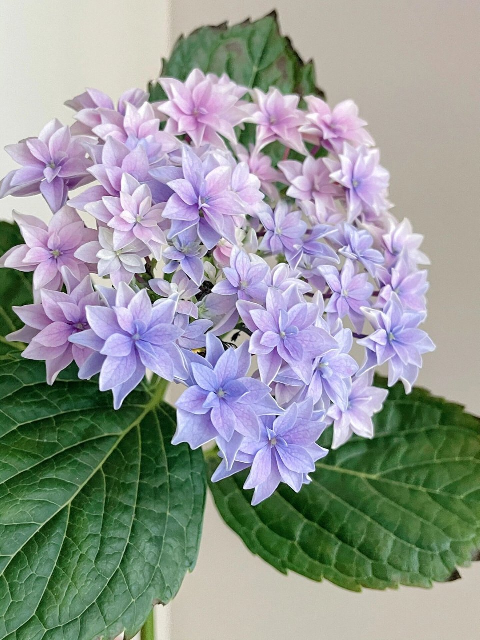 绣球 天书   又是盆栽嘎得球,这个颜色调的深入我心!