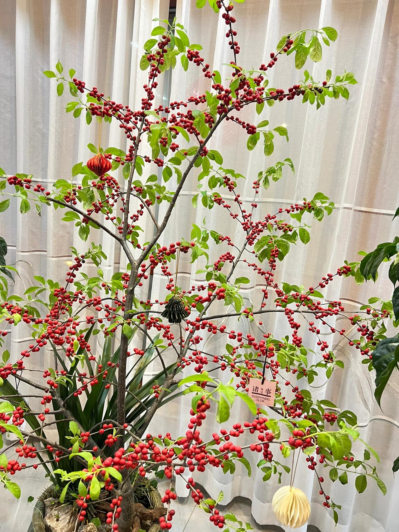 植物|北美冬青发芽97 好好看呢.分享一下.