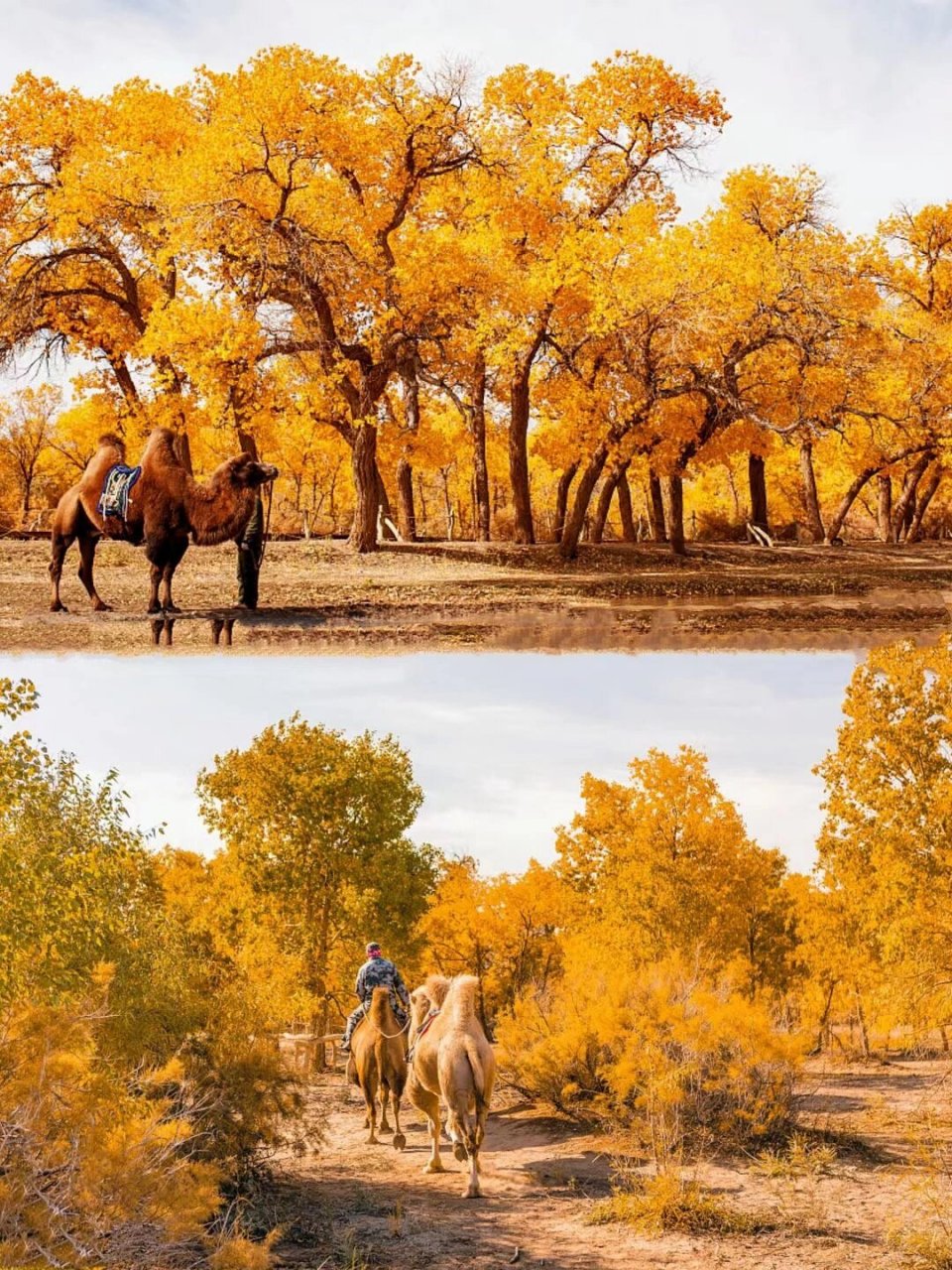 中国最美的秋天.甘肃酒泉金昌县的胡杨林
