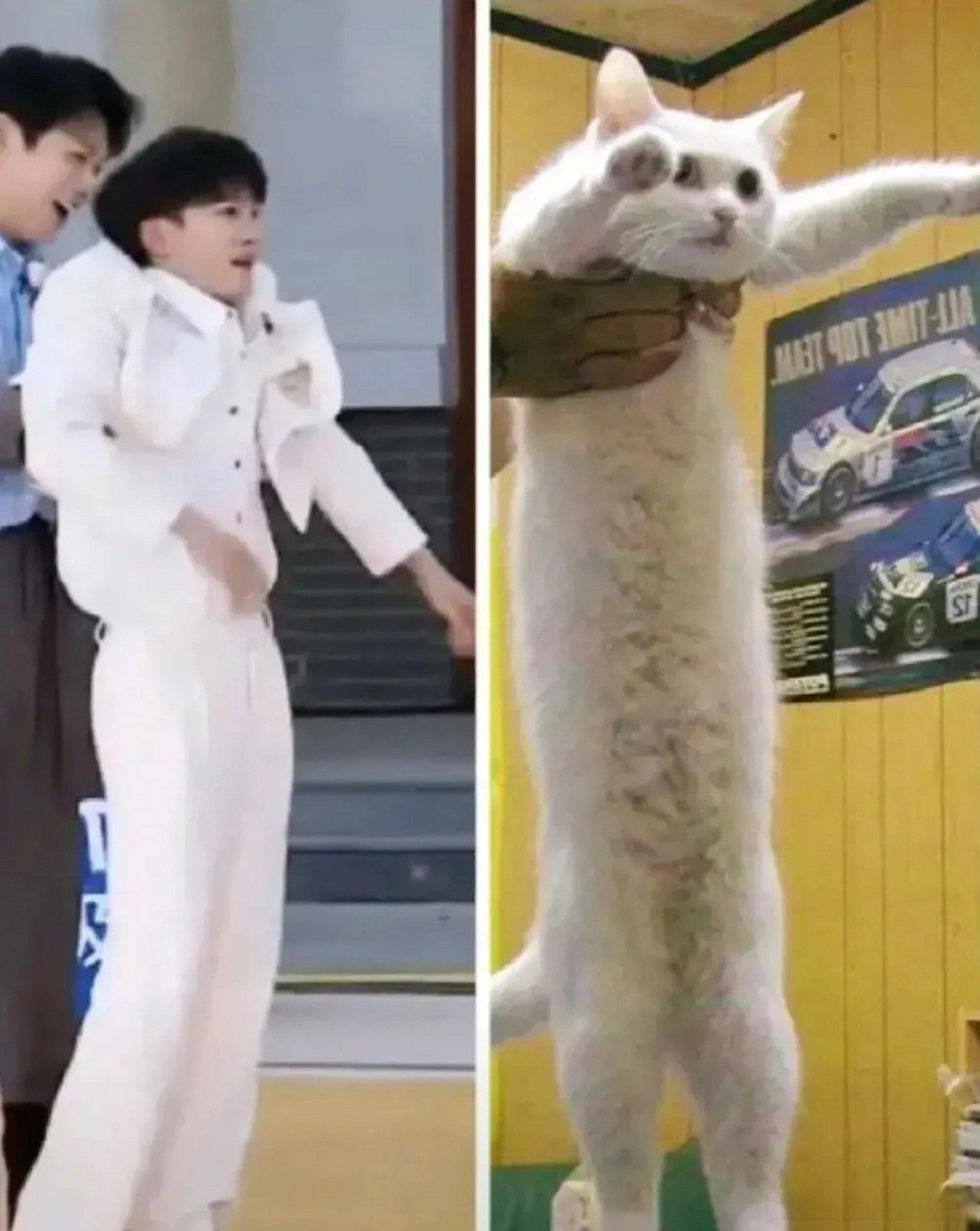 周深和这只猫不能说是毫无相关,真的一模一样[笑哭]