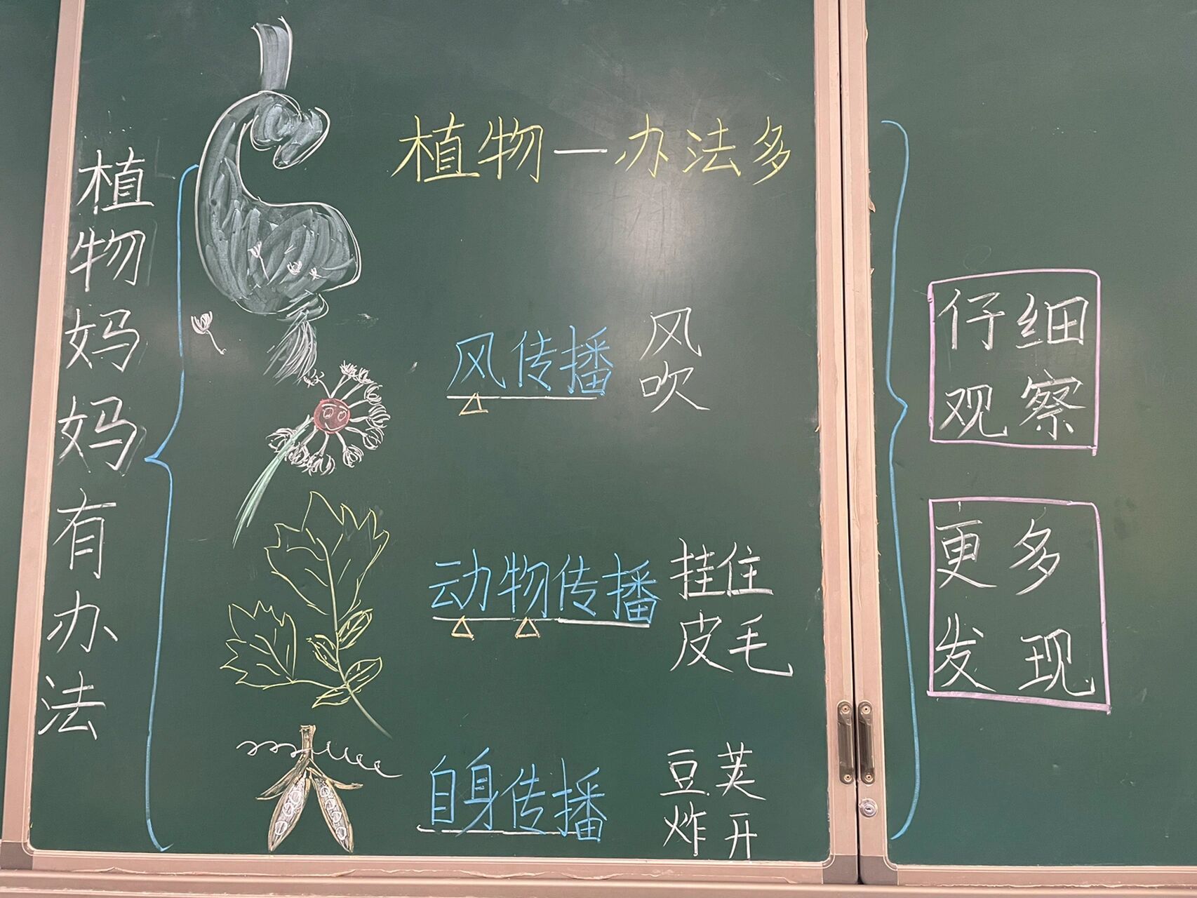 《植物媽媽有辦法》板書設計