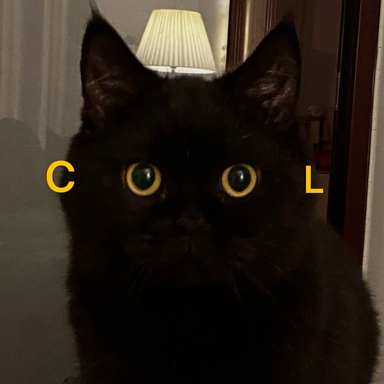 小黑猫探头表情包图片