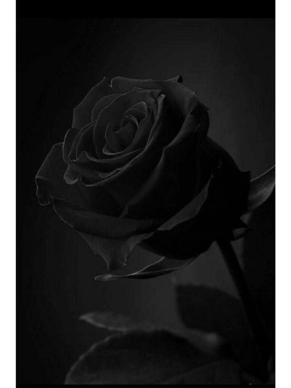 暗黑系|分享图片94黑色是所有颜色的尽头 燃烧的玫瑰 爱情的毁灭