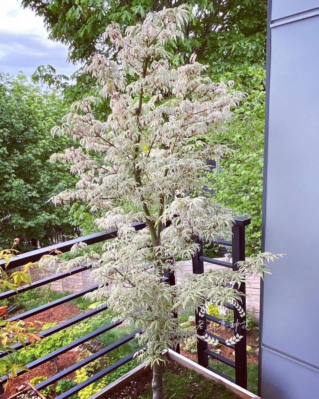 日本枫树【浮云】 今日日枫推荐 【浮云】9999999999 acer