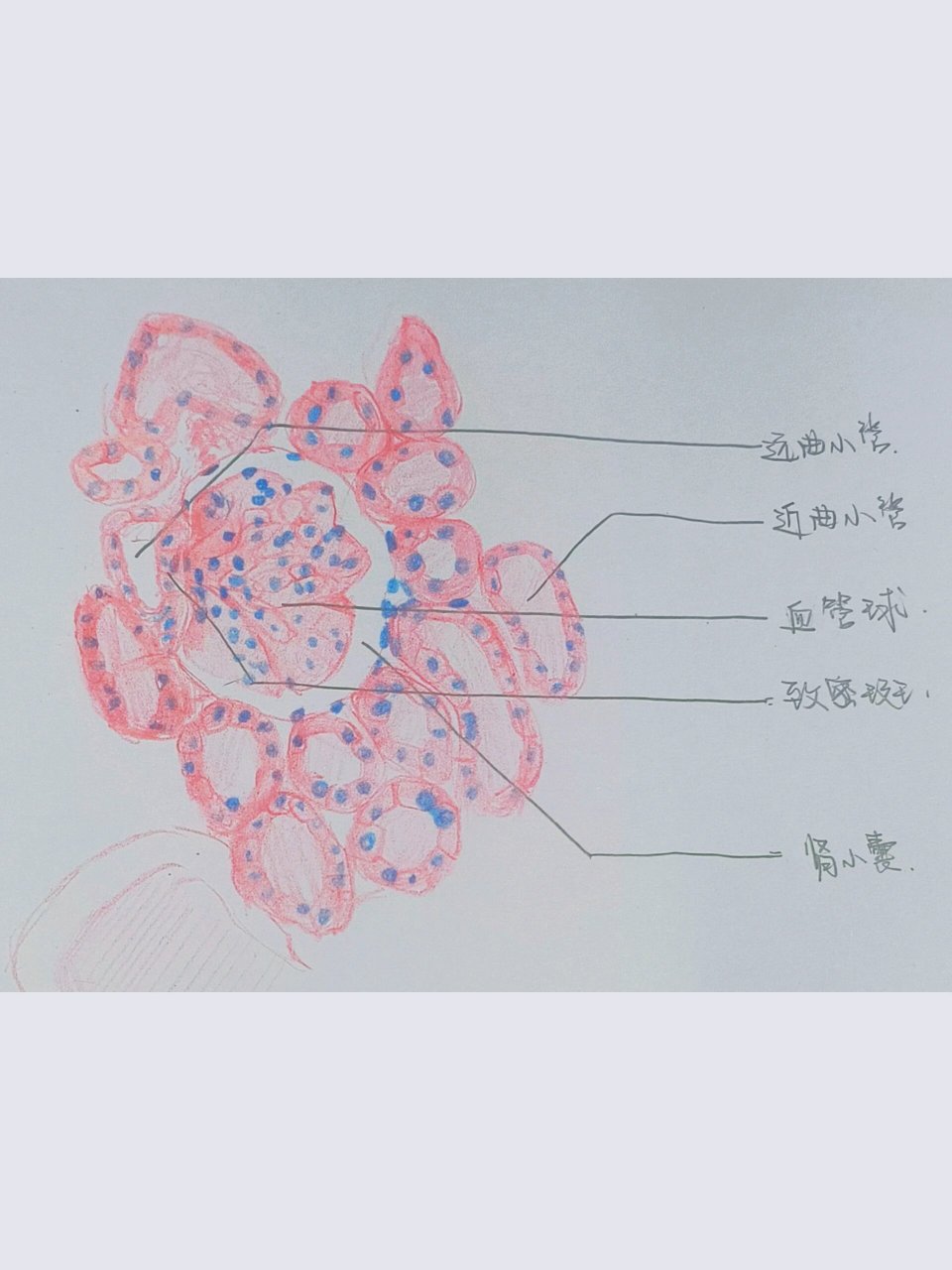 肾小体手抄报图片