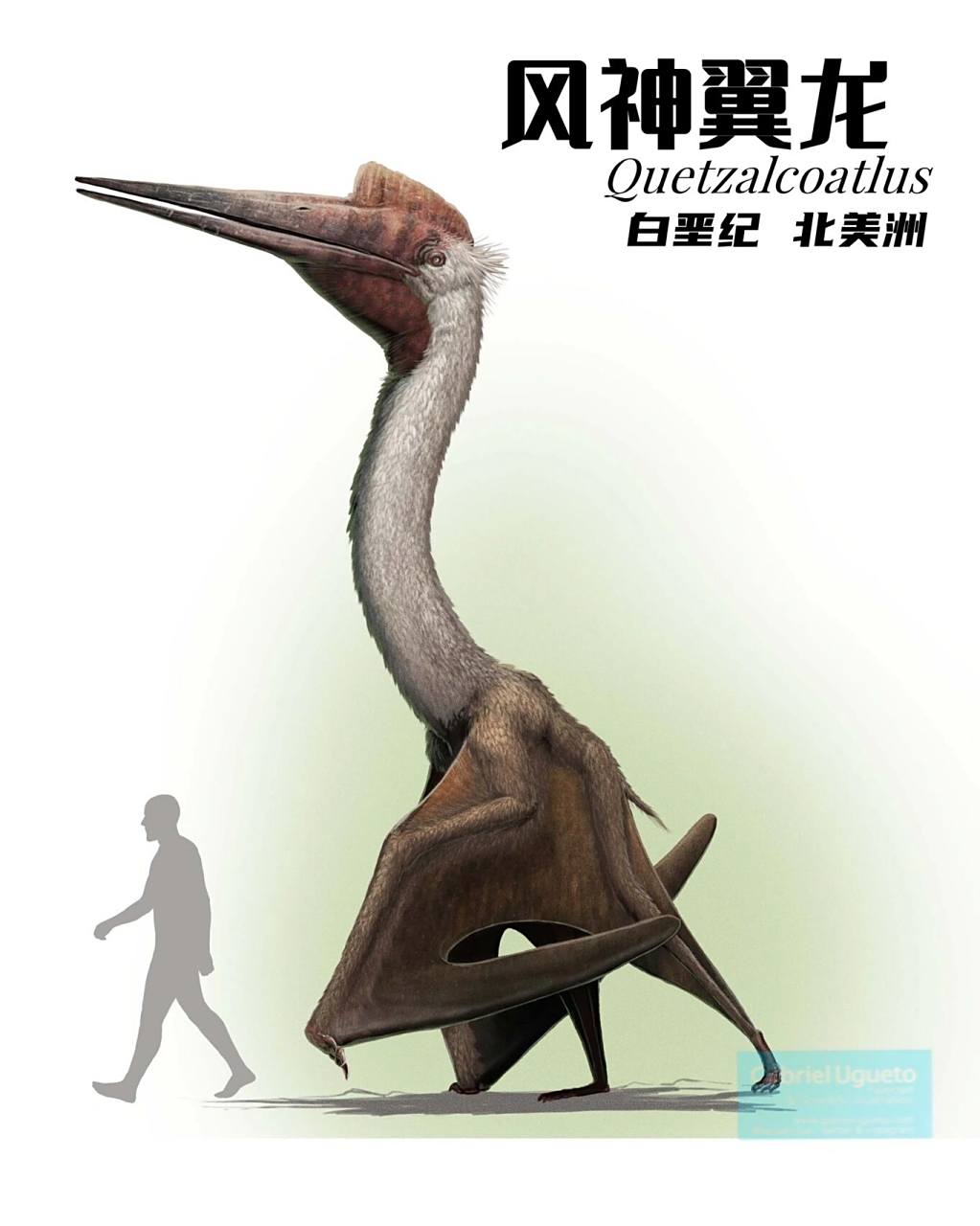 中生代超级飞行者——风神翼龙!