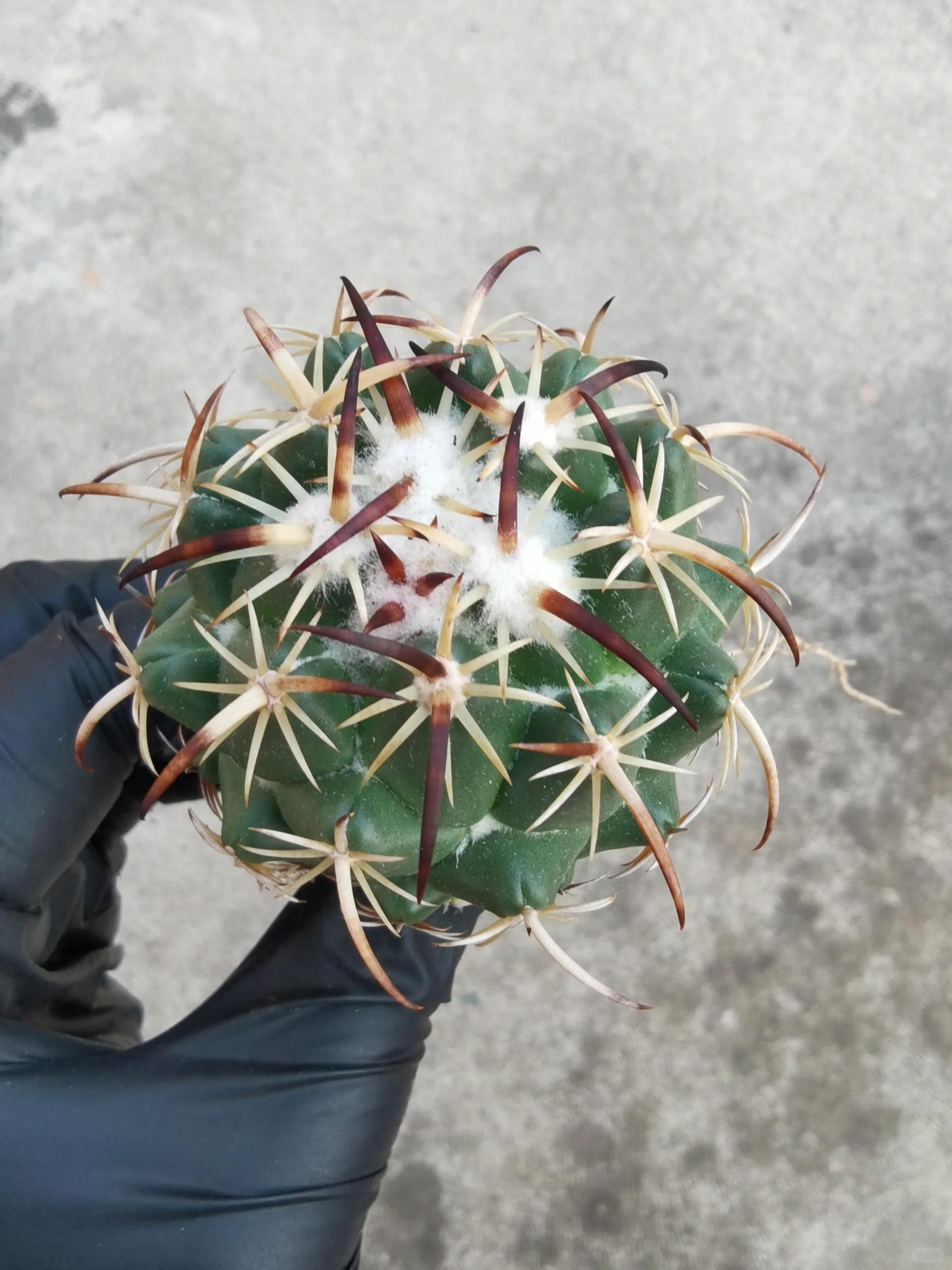 【仙人球】钢钉