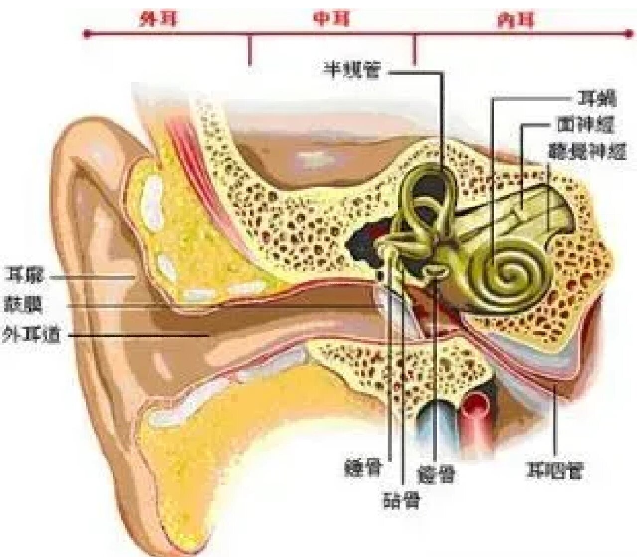 为什么耳膜穿孔了会反复流脓?