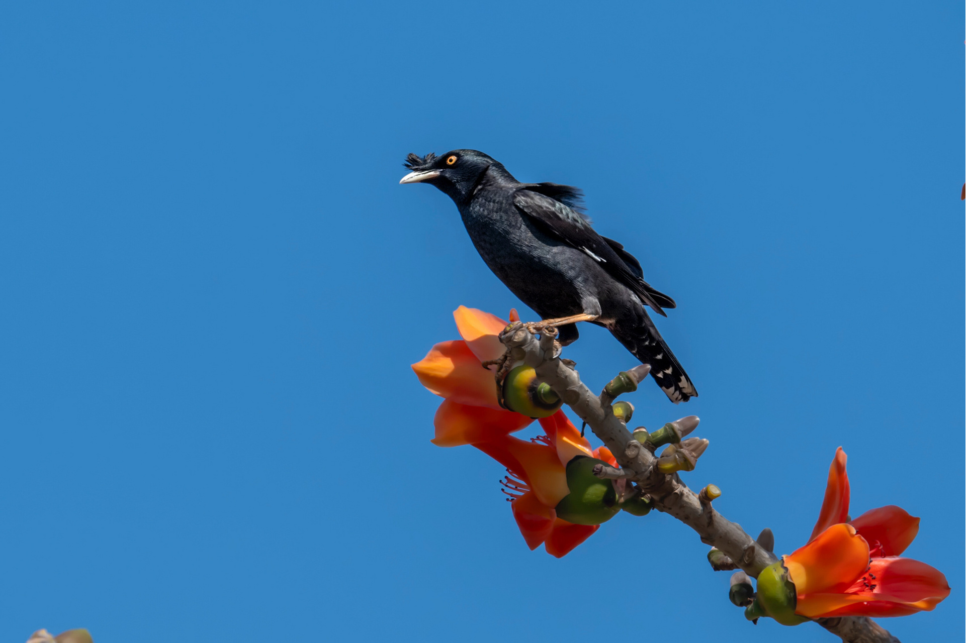 八哥 别名鸲鹆,寒皋,凤头八哥等 拍摄地点:海南陵水 八哥(学名:acrid