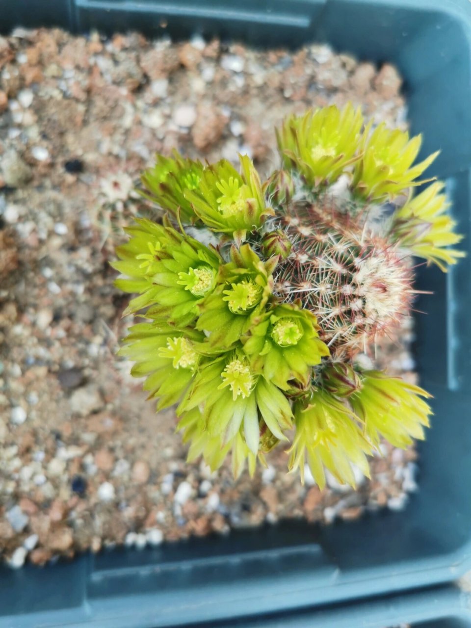 仙人球青花虾 来,数花苞吧?