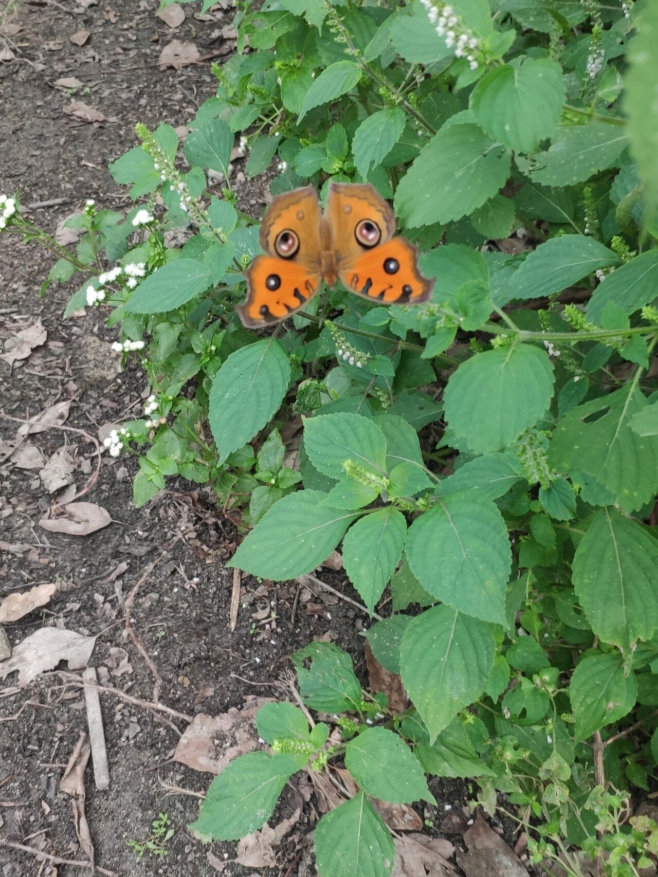 给大家看一只野外实拍枯叶蝶 第一次见枯叶蝶,以前都只在书上看到过