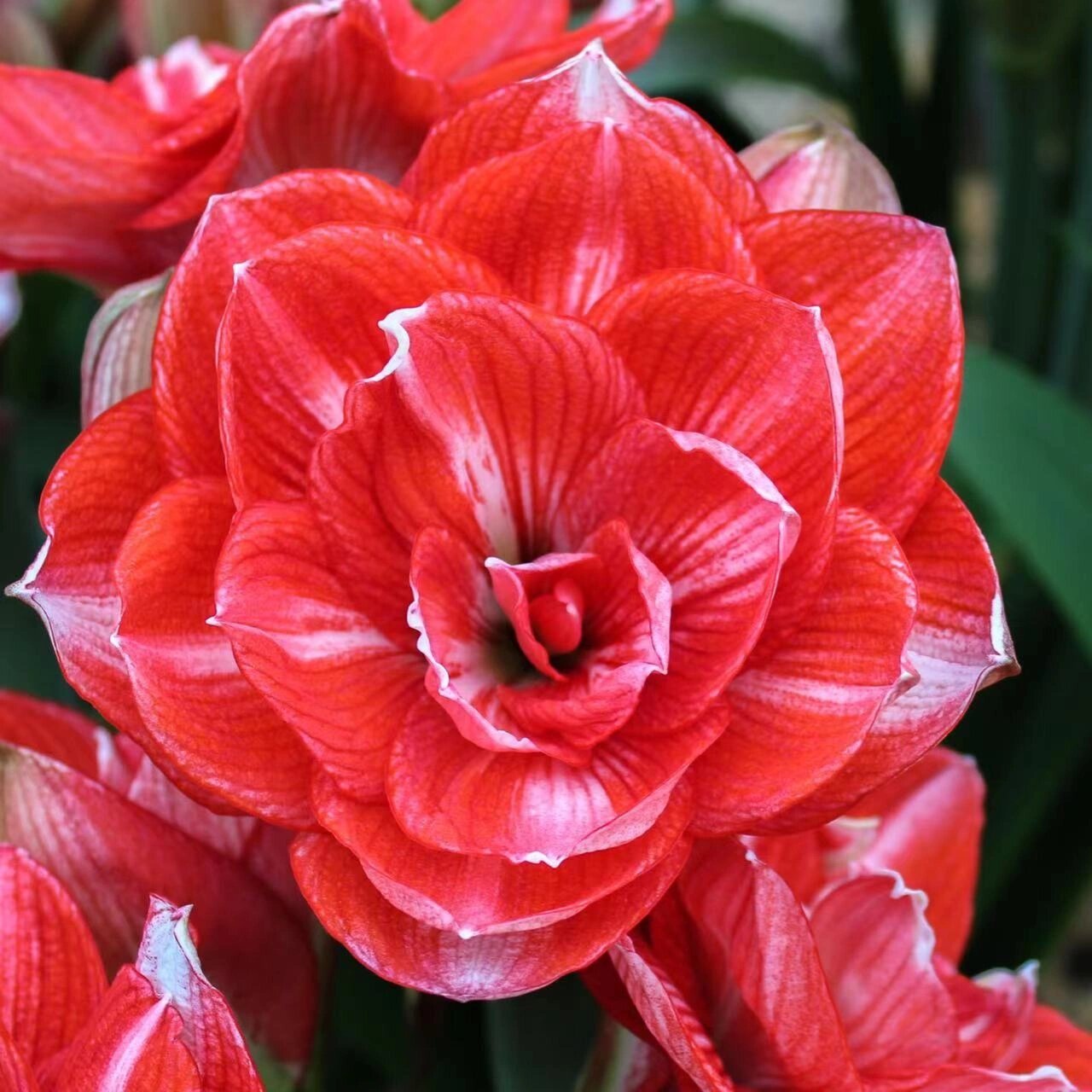 双重闪耀|朱顶红 一款被低估的品种,趁还没97,买几个吧.