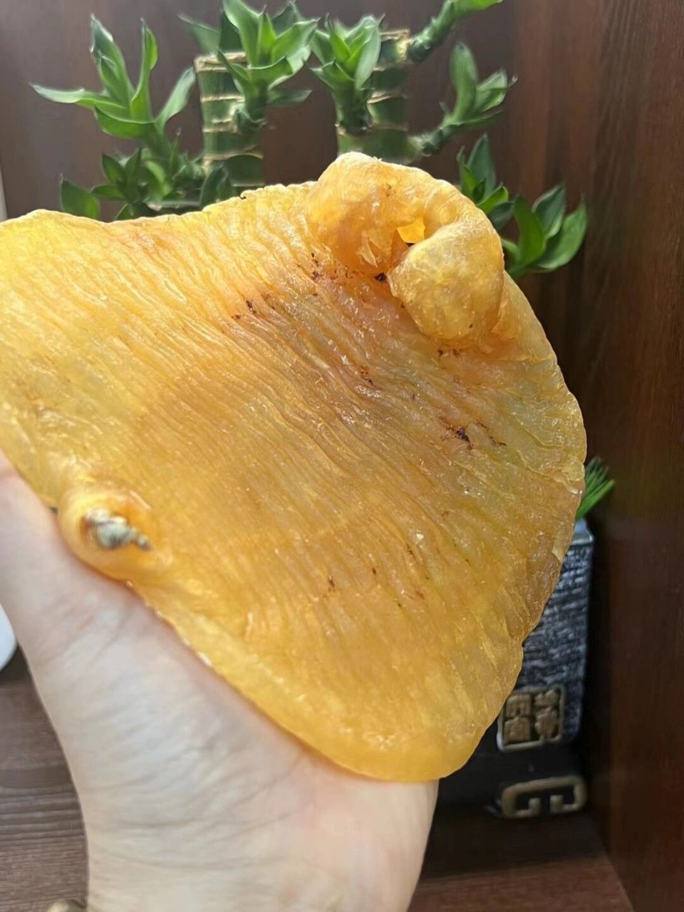 正南老货,野生湛江赤嘴胶 正南老货只只精选恶雅野生湛江赤嘴鳘,正